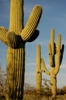 Sonoran Desert Muskie's Avatar